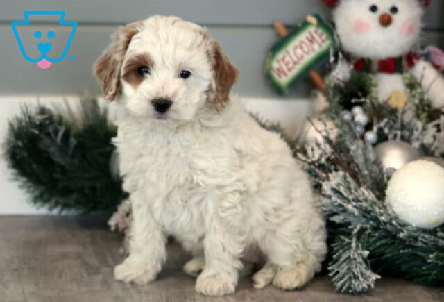 Muffin Mini Goldendoodle2 image