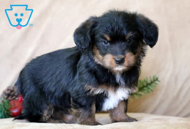 Mya Corgi Mix2 image