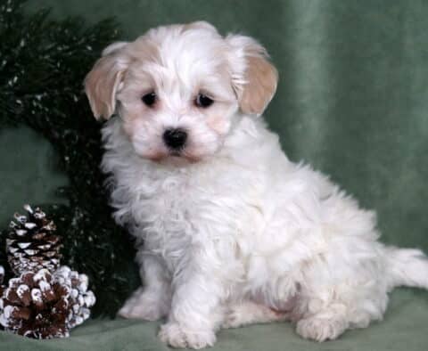 Mya Maltipoo