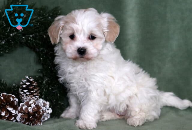 Mya Maltipoo image