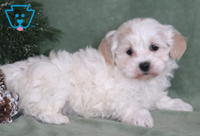 Mya Maltipoo2 image