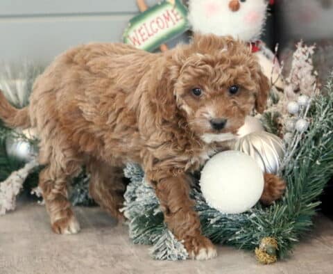 Mya Mini Goldendoodle
