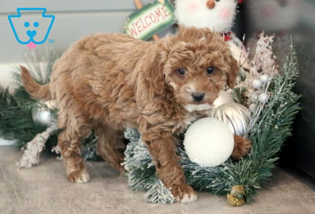 Adorable Toy Goldendoodle puppy with curly apricot fur standing beside a frosted Christmas wreath decorated with white ornaments, looking curiously at the camera. image