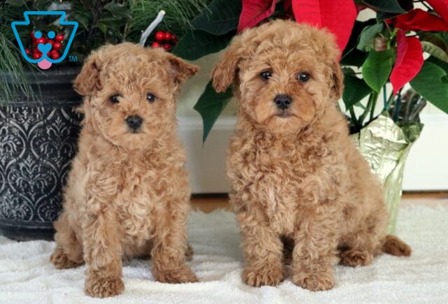 N Litter Mini Goldendoodle image