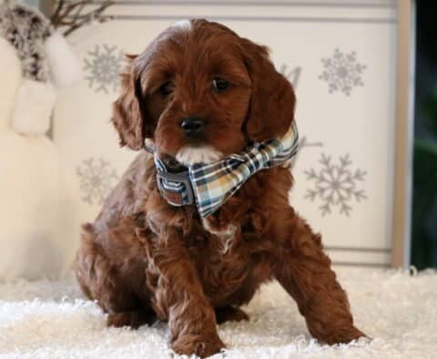 Nashville Cavapoo