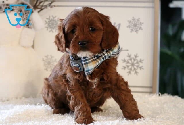 Nashville Cavapoo image