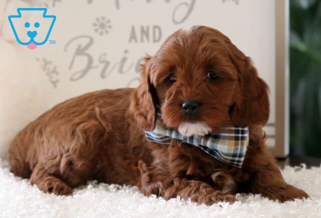 Nashville Cavapoo2 image