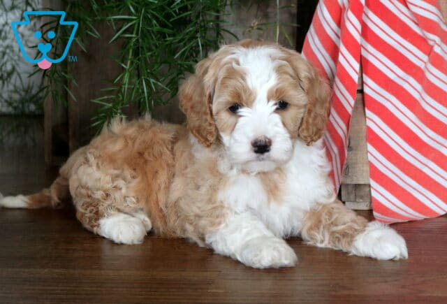 Navy Cockapoo2 image