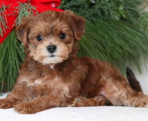Navy Yorkiepoo