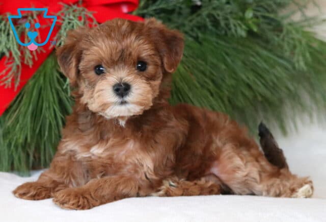 Navy Yorkiepoo image