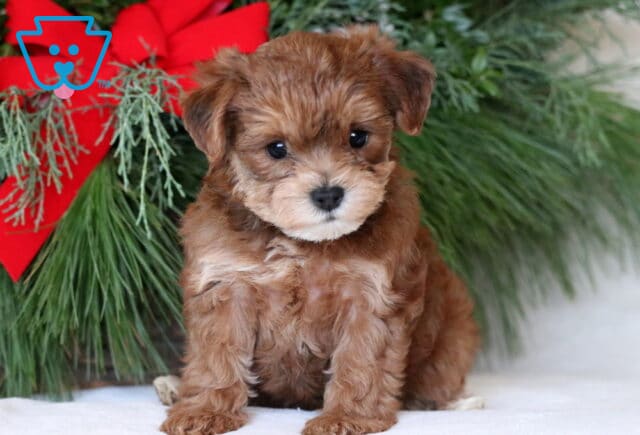 Navy Yorkiepoo2 image