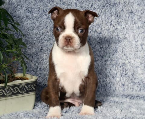 Necco Boston Terrier