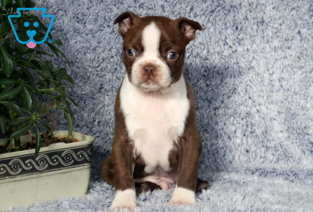 Necco Boston Terrier image