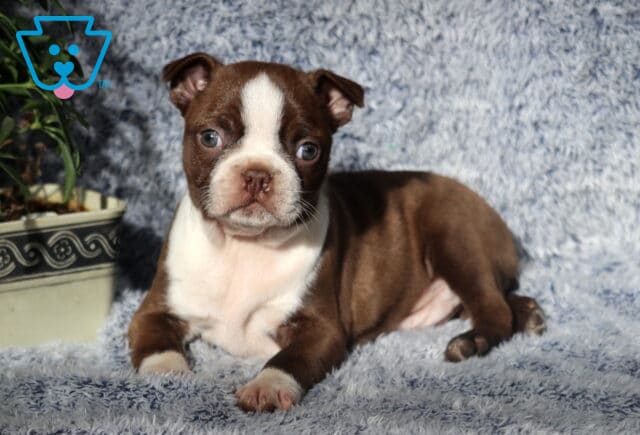 Necco Boston Terrier2 image