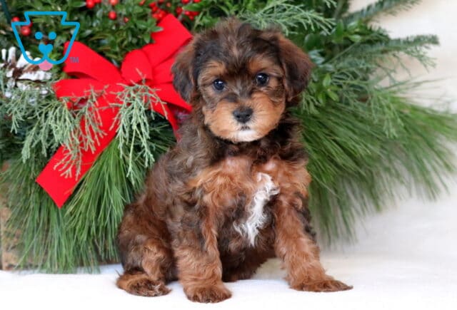 Nelly Yorkiepoo image