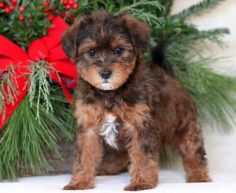 Nelly Yorkiepoo2