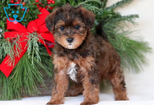 Nelly Yorkiepoo2 image