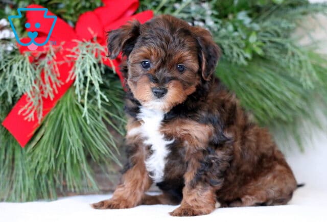 Newton yorkiepoo image