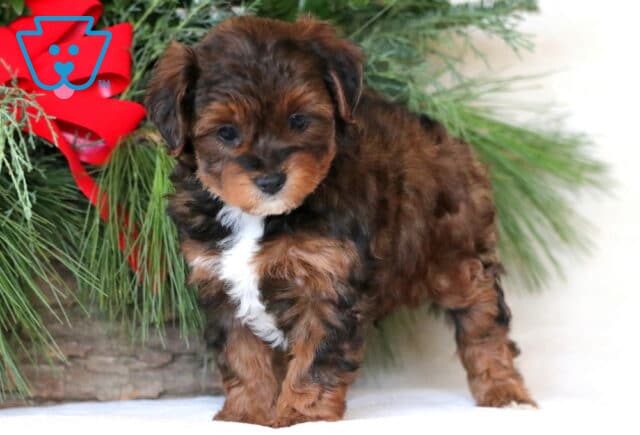 Newton yorkiepoo2 image