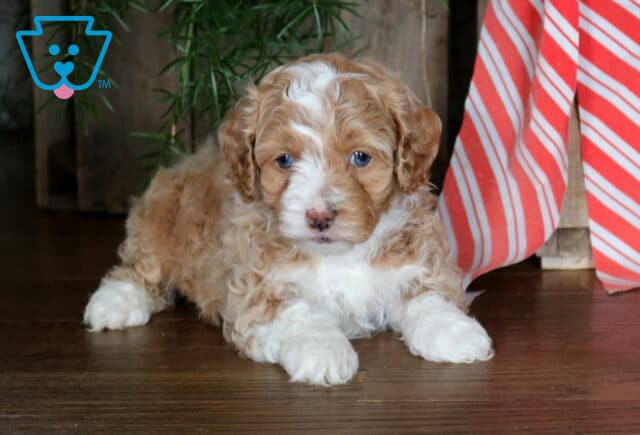 Nick Cockapoo2 image