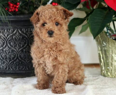 Nick Mini Goldendoodle