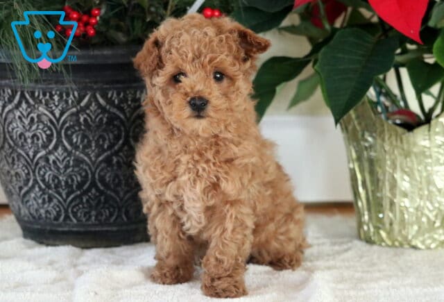 Nick Mini Goldendoodle image