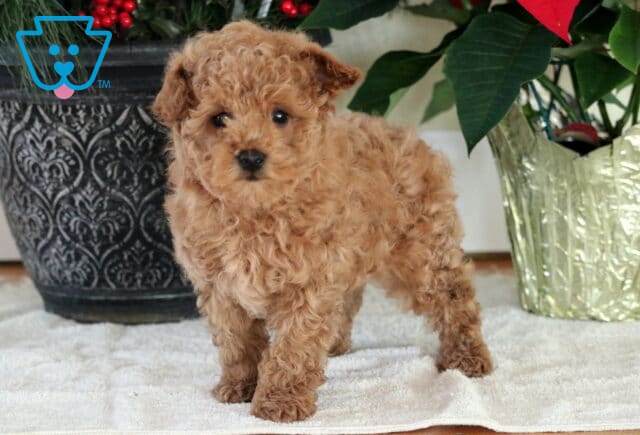 Nick Mini Goldendoodle2 image