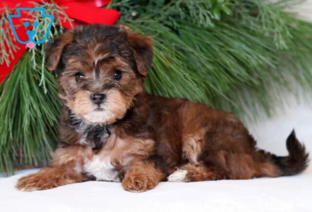 Nick Yorkiepoo image
