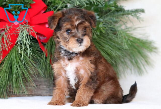 Nick Yorkiepoo2 image