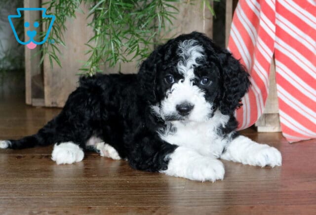 Nori Cockapoo2 image