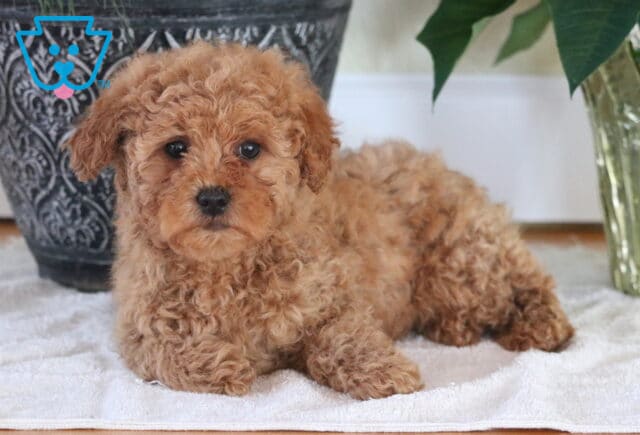 Noris Mini Goldendoodle image