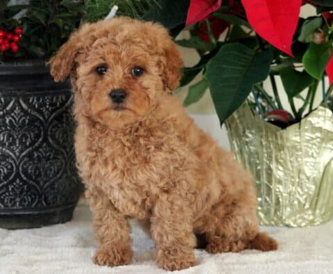 Noris Mini Goldendoodle2
