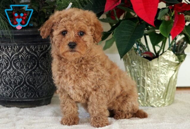 Noris Mini Goldendoodle2 image