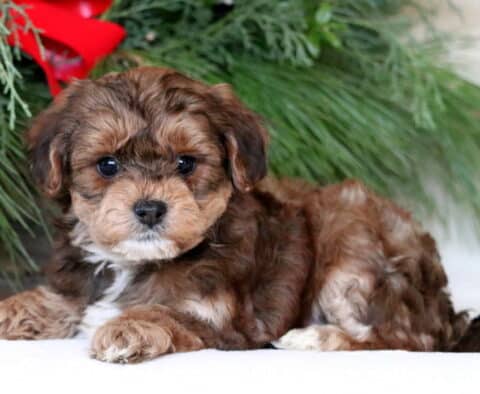 Noris Yorkiepoo