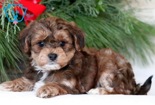 Noris Yorkiepoo image