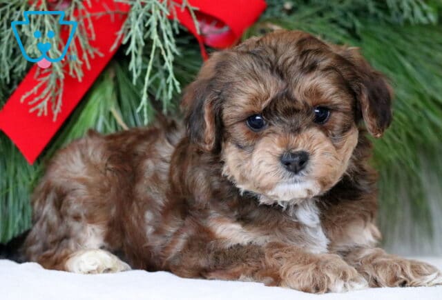 Noris Yorkiepoo2 image