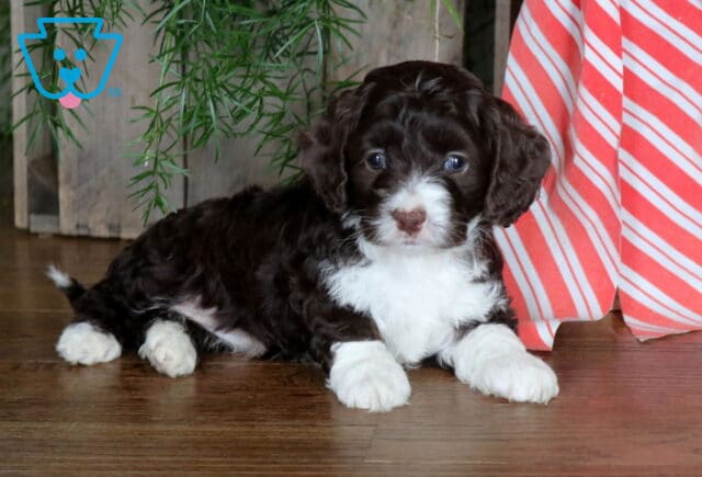 Nova Cockapoo2 image