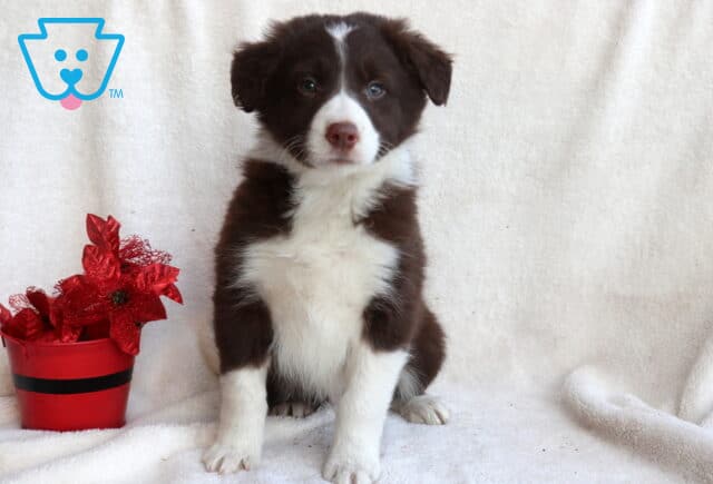 Border Collie mix puppy sitting upright on a white blanket with a rich brown and white coat, white chest and paws, soft blue-gray eyes, and a gentle expression next to a red flower pot. image