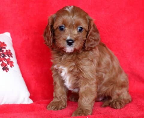 Paisley Cavapoo