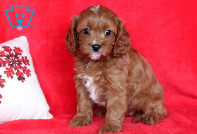 Paisley Cavapoo image