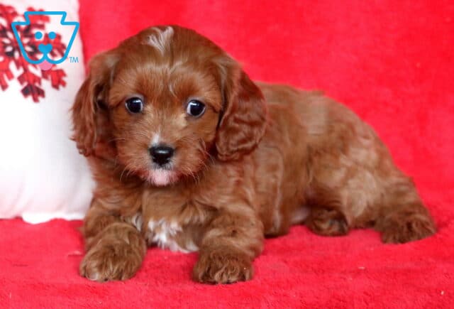 Paisley Cavapoo2 image
