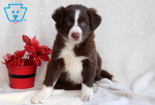 Border Collie mix puppy sitting on a white blanket beside a red flower pot, showcasing a rich brown-and-white coat, light blue eyes, white paws, and an alert, gentle expression. image