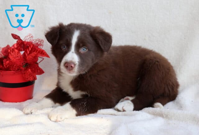 Border Collie mix puppy lying on a white blanket next to a red flower pot, featuring a fluffy chocolate-brown and white coat, bright blue eyes, white chest and paws, and a calm, curious expression. image