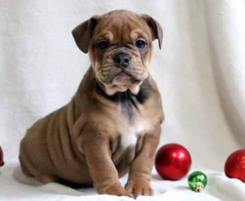 Paris English Bulldog