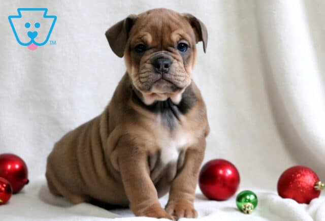 Paris English Bulldog image