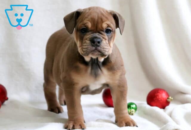 Paris English Bulldog2 image