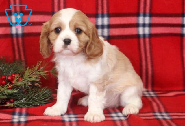 Parker Cavalier image