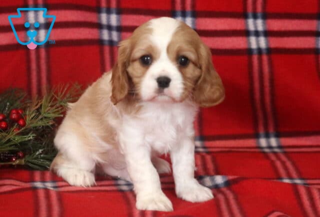 Parker Cavalier2 image