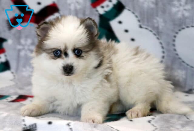 Parker Pomsky2 image