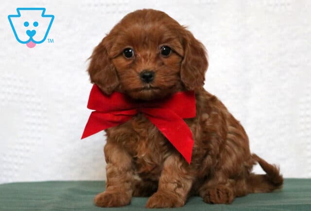 Passion Cavapoo image